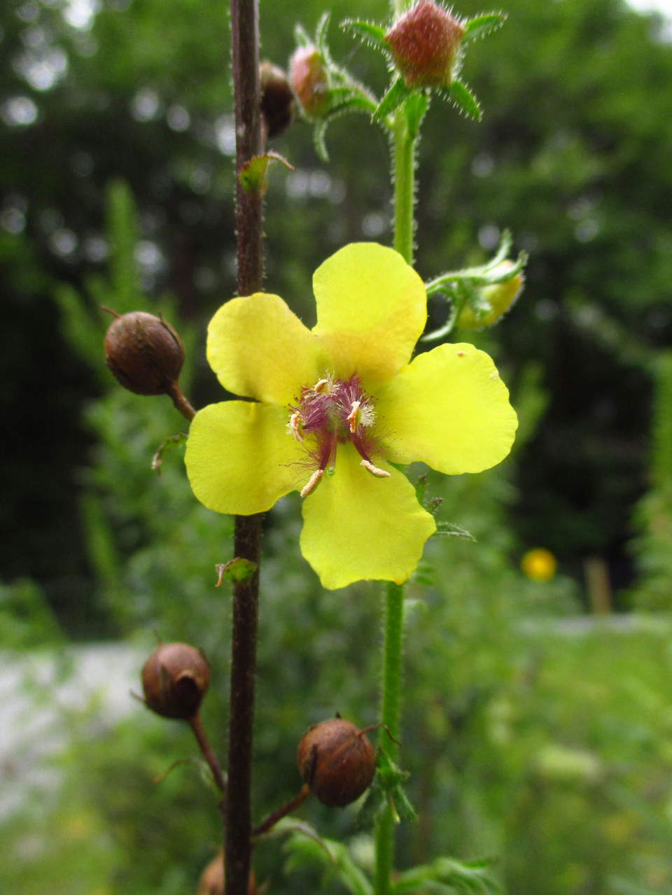 Schaben-Königskerze (Verbascum blattaria) | Familie: Braunwurzgewächse (Scrophulariaceae)