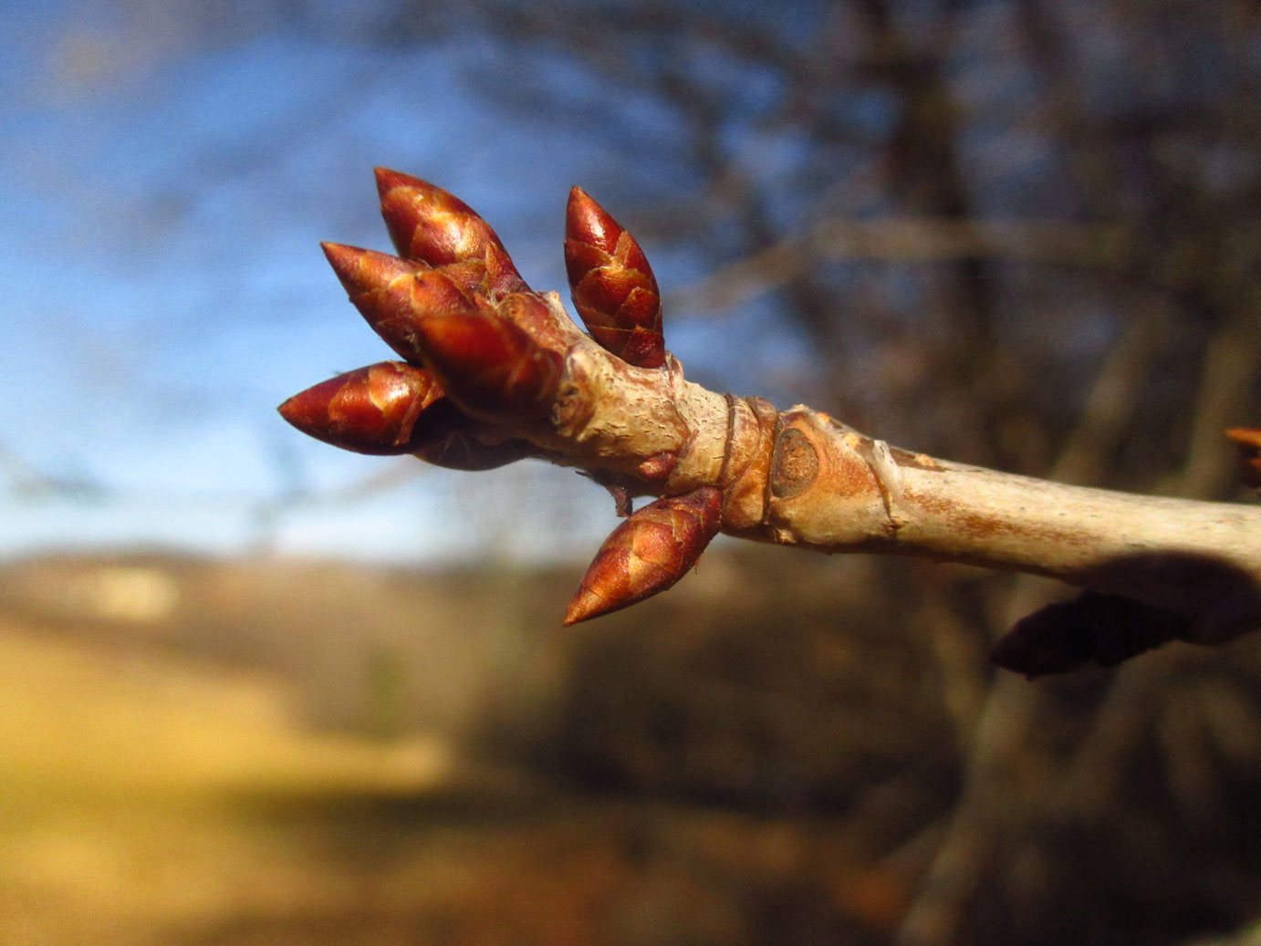 Vogel-Kirsche (Prunus avium) | Familie: Rosengewächse (Rosaceae)