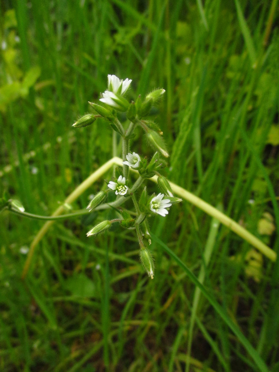 Gewöhnliches Hornkraut (Cerastium holosteoides) | Familie: Nelkengewächse (Caryophyllaceae)