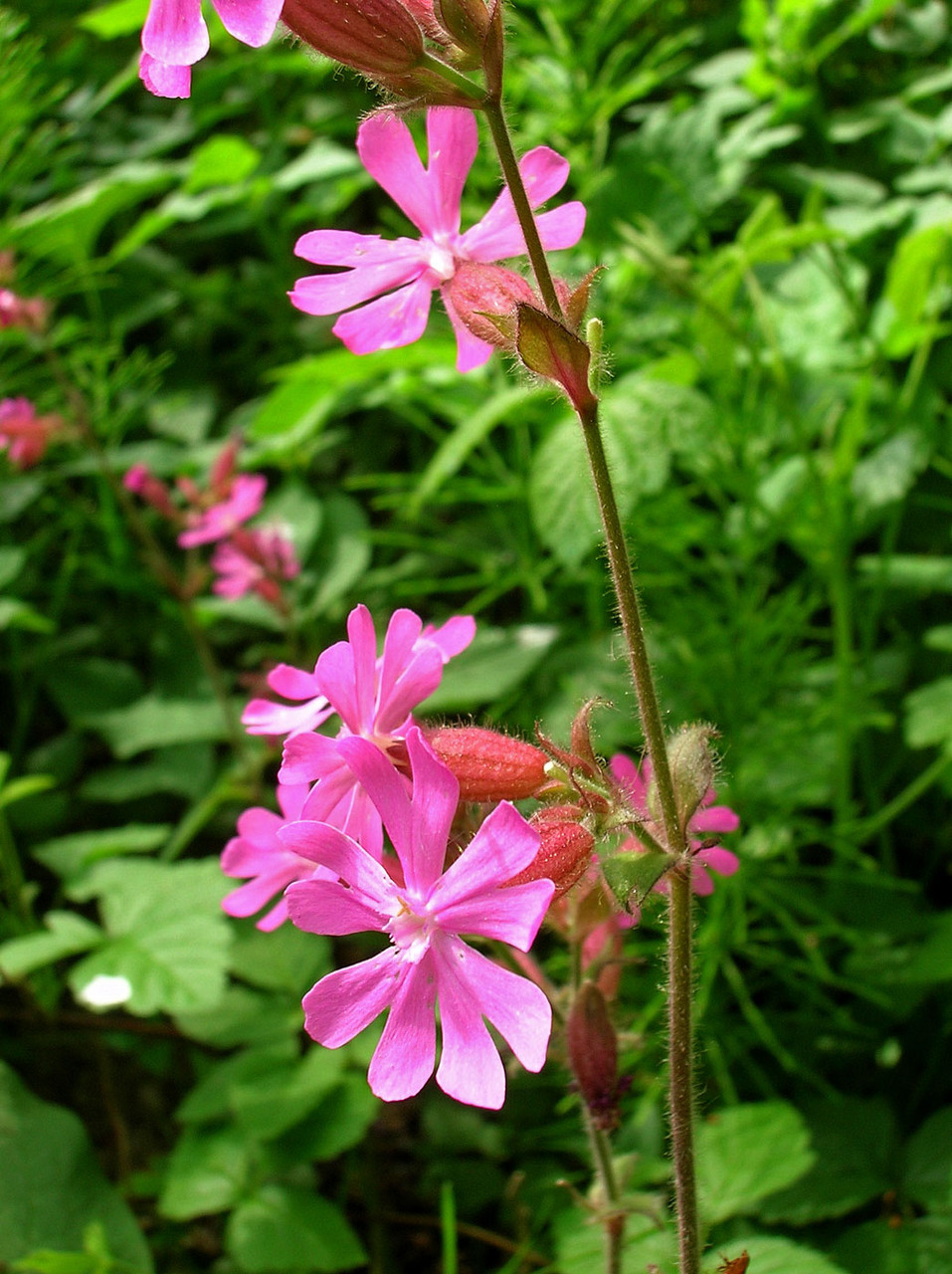 Rote Lichtnelke (Silene dioica) | NELKENGEWÄCHSE (Caryophyllaceae)