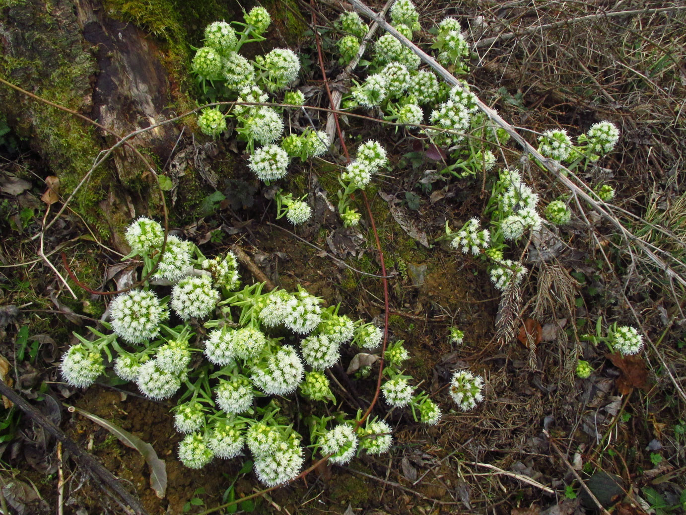 Weiße Pestwurz (Petasites albus) | Familie: Korbblütler (Asteraceae)