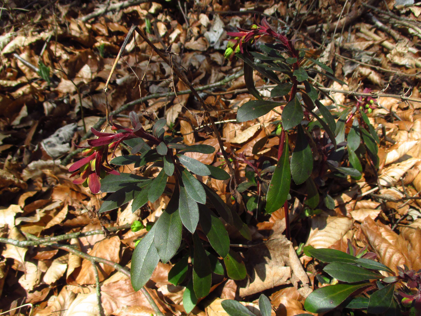 Mandel-Wolfsmilch (Euphorbia amygdaloides) | Familie: Wolfsmilchgewächse (Euphorbiaceae) | giftig!