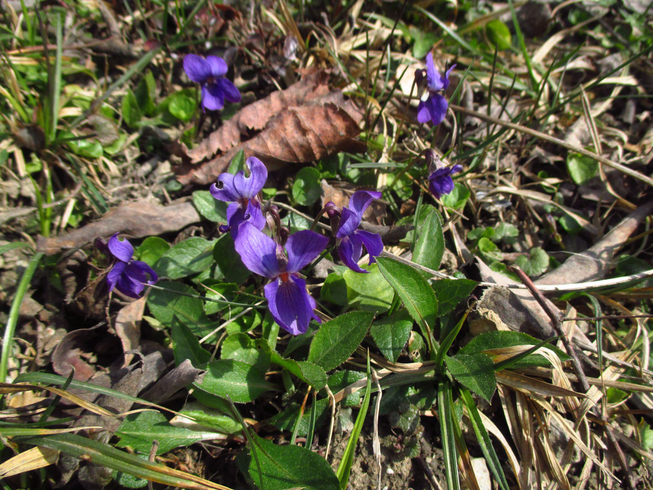 März-Veilchen (Viola odorata) | Familie: Veilchengewächse (Violaceae)