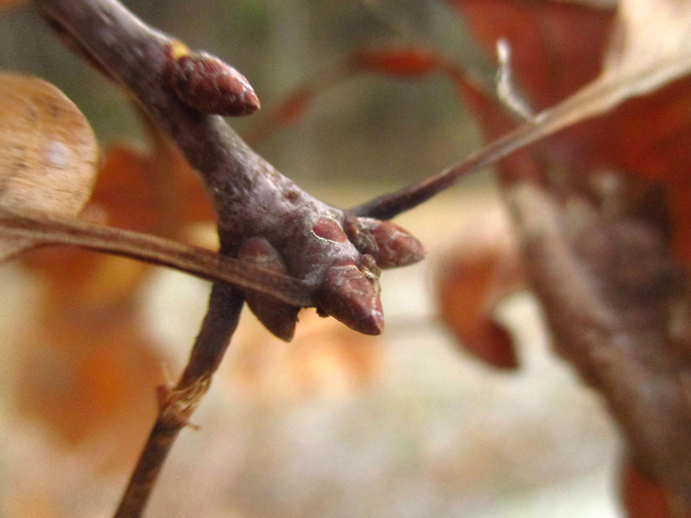 Trauben-Eiche (Quercus petraea) | Familie: Buchengewächse (Fagaceae)