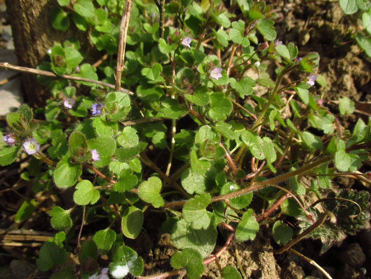 Hain-Ehrenpreis (Veronica sublobata) | Familie: Ehrenpreisgewächse (Veronicaceae)