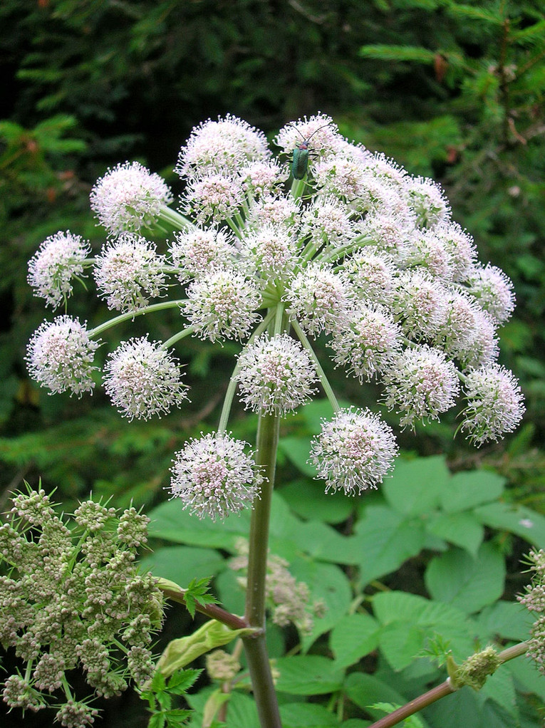 Wilde Engelwurz (Angelica sylvestris)