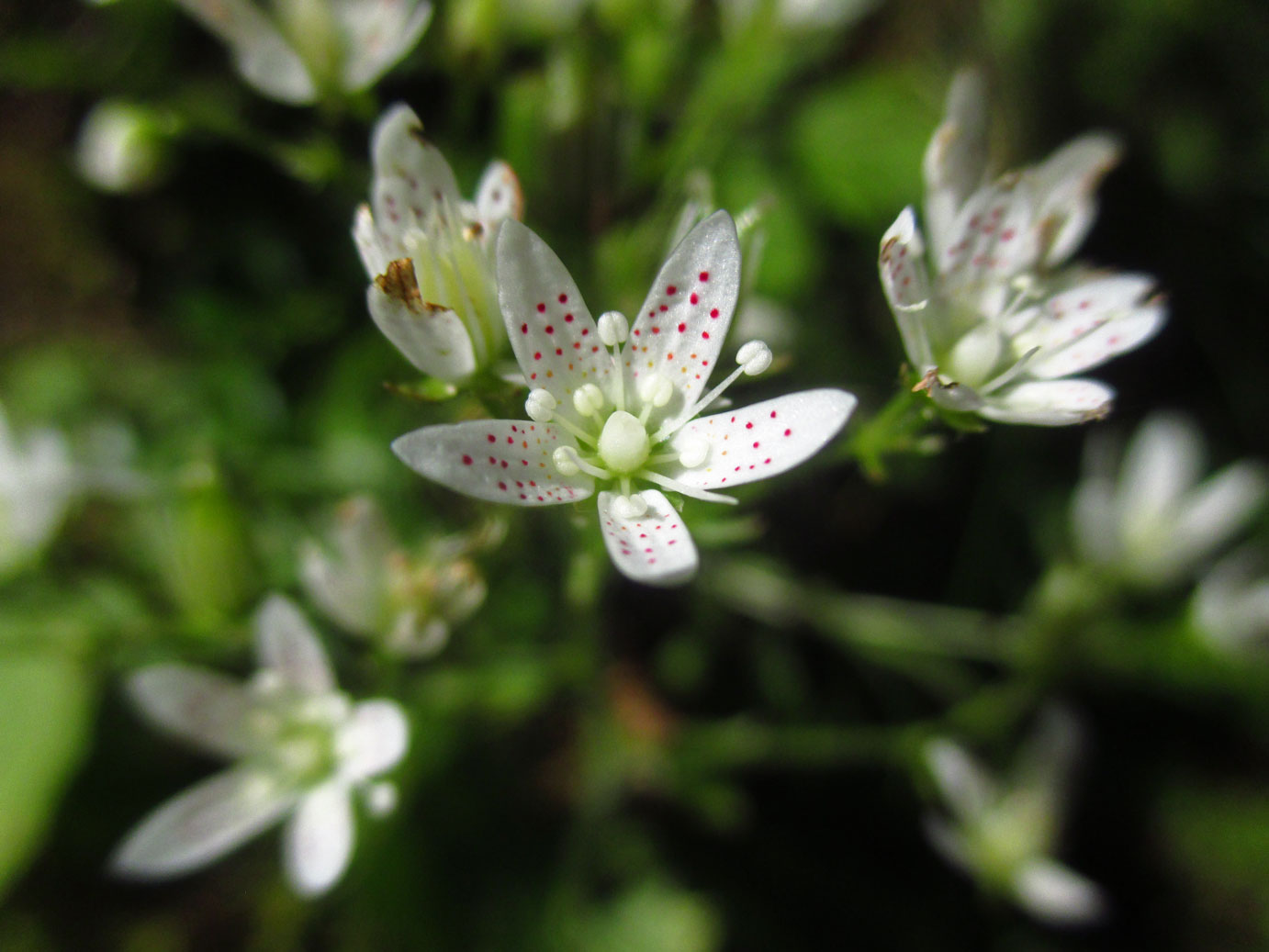 Rundblatt-Steinbrech (Saxifraga rotundifolia) | Familie: Steinbrechgewächse (Saxifragaceae)