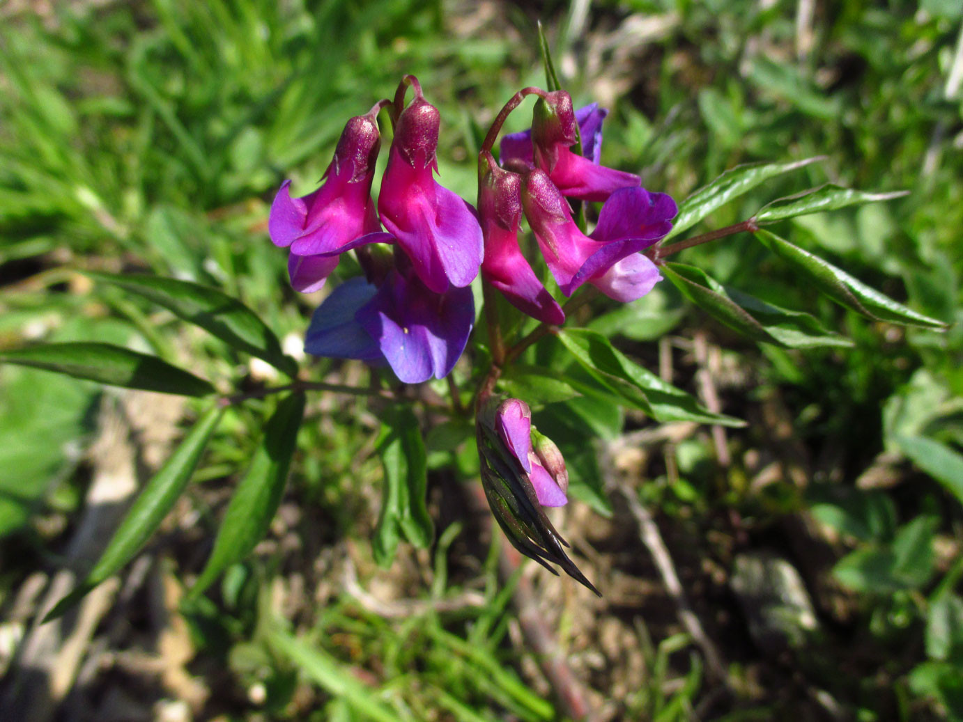 Frühlings-Platterbse (Lathyrus vernus) | SCHMETTERLINGSBLÜTLER (Fabaceae)