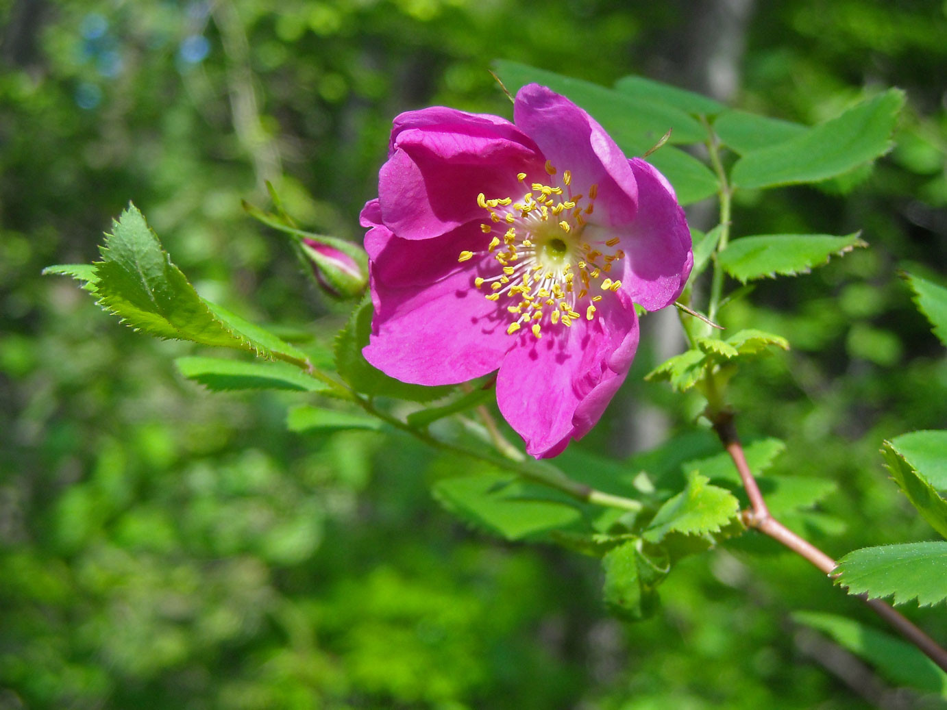 Hängefrucht-Rose (Rosa pendulina) | Rosengewächse (Rosaceae)