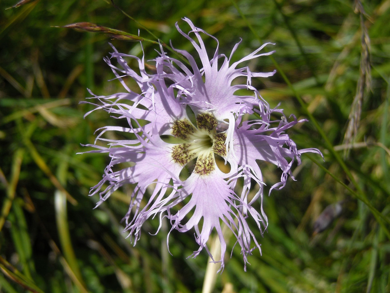 Pracht-Nelke (Dianthus superbus) | teilweise geschützt!