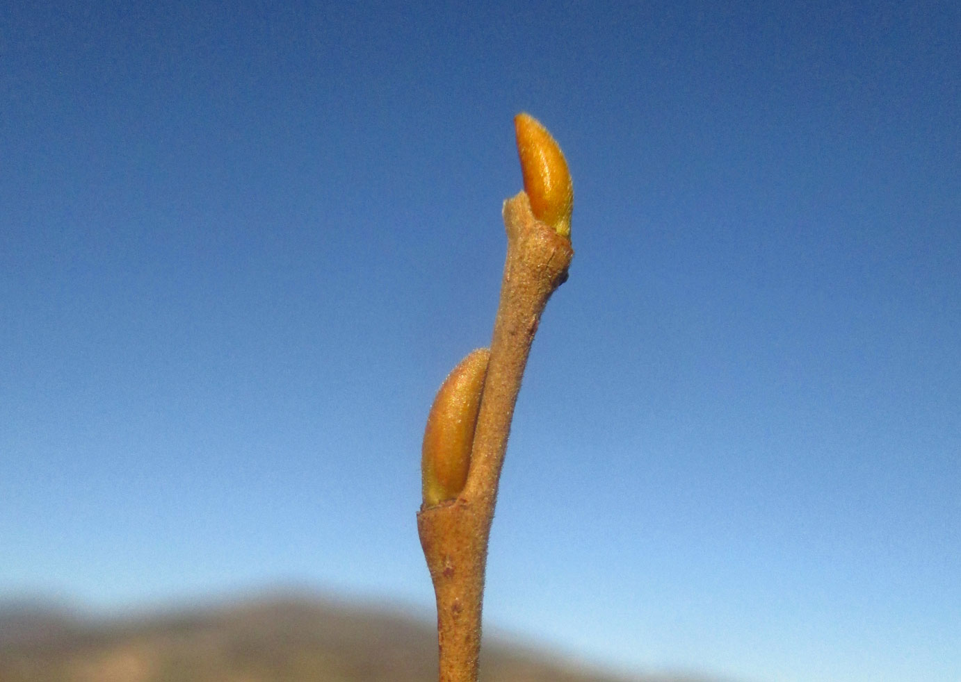 Bruch-Weide (Salix fragilis) | Familie: Weidengewächse (Salicaceae)