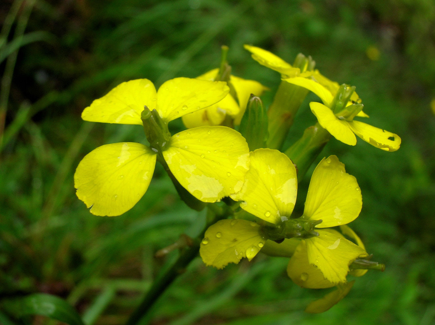 Felsen-Goldlack (Erysimum sylvestre) | Kreuzblütler (Brassicaceae)