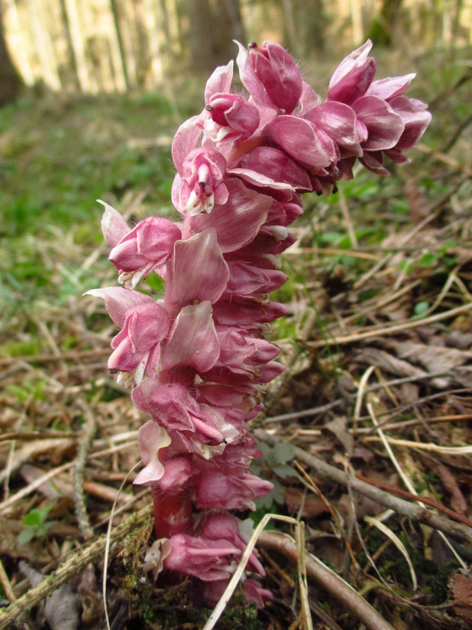 Schuppenwurz (Lathraea squamaria) | Familie: Sommerwurzgewächse (Orobanchaceae)