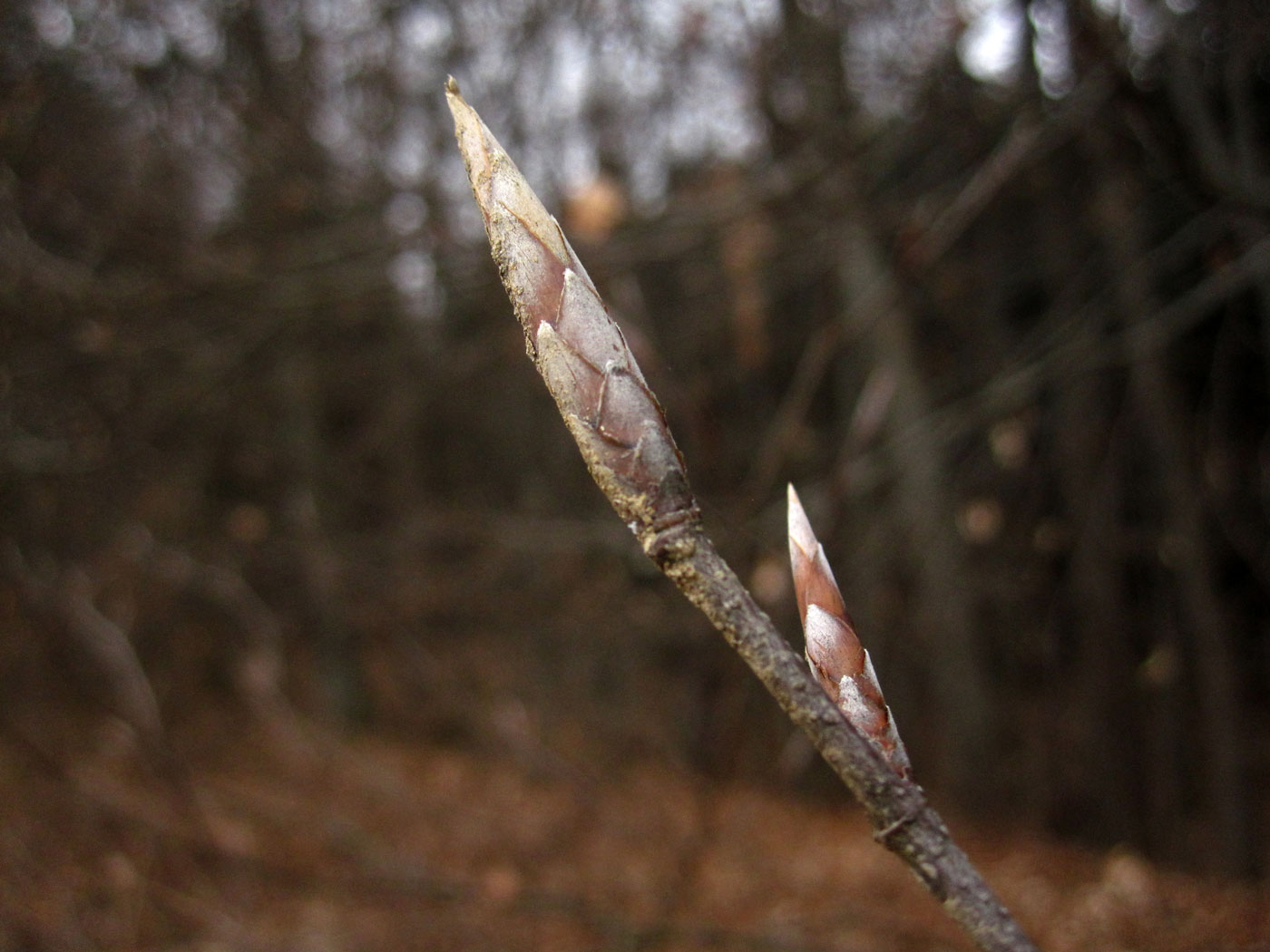 Rot-Buche (Fagus sylvatica) | Familie: Buchengewächse (Fagaceae)