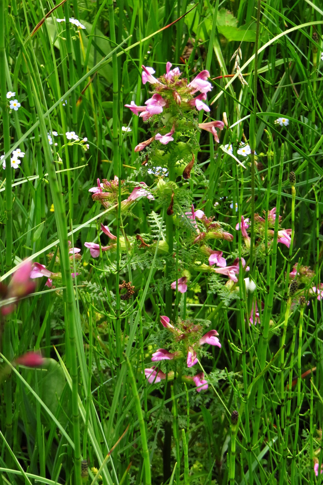 Sumpf-Läusekraut (Pedicularis palustris) | Sommerwurzgewächse (Orobanchaceae) | teilweise geschützt!)