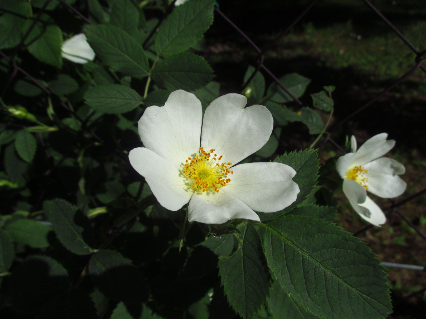 Gebüsch-Rose (Rosa corymbifera s.lat.) | Familie: Rosengewächse (Rosaceae)