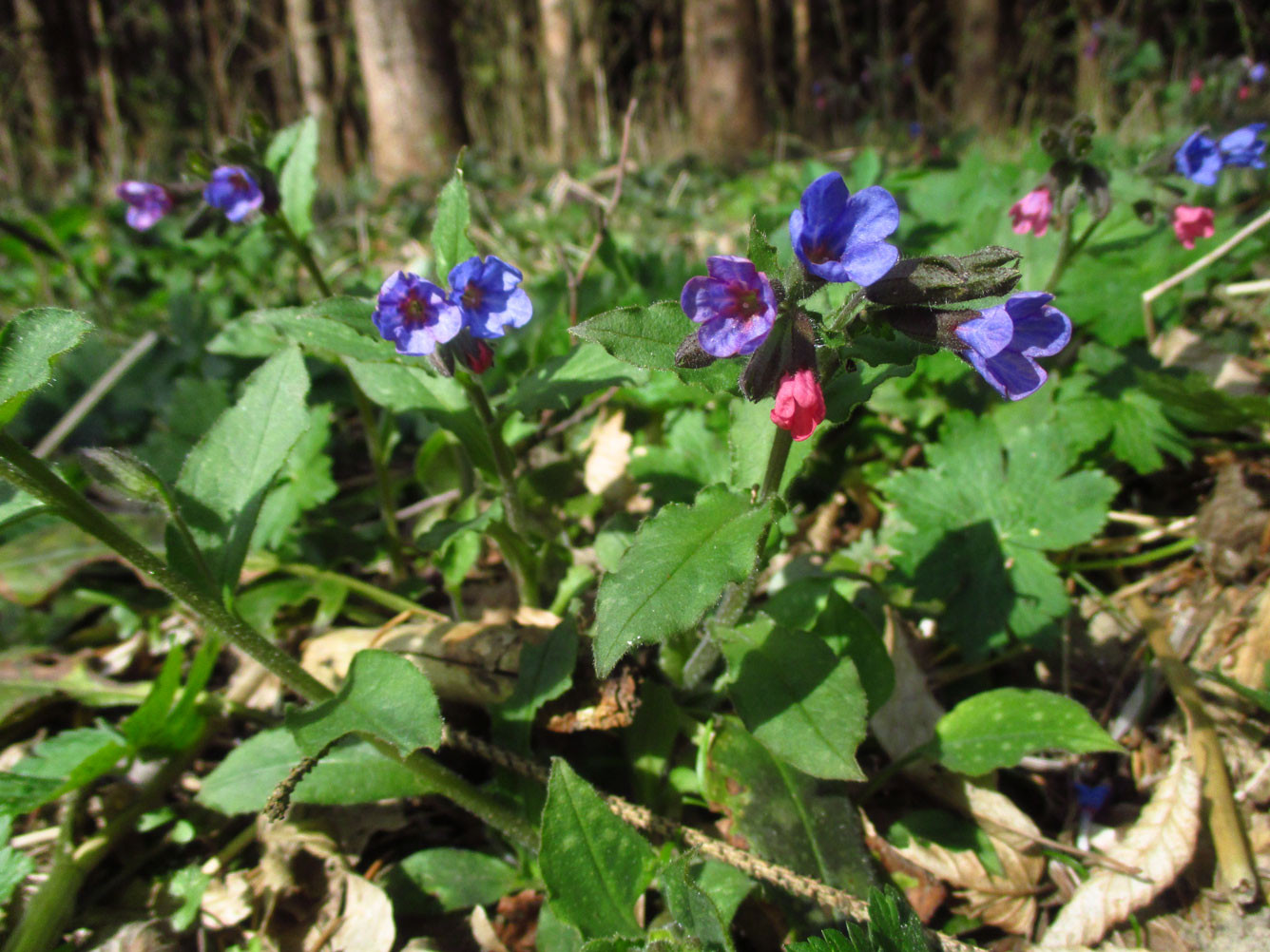 Echtes Lungenkraut (Pulmonaria officinalis) | Familie: Raublattgewächse (Boraginaceae)