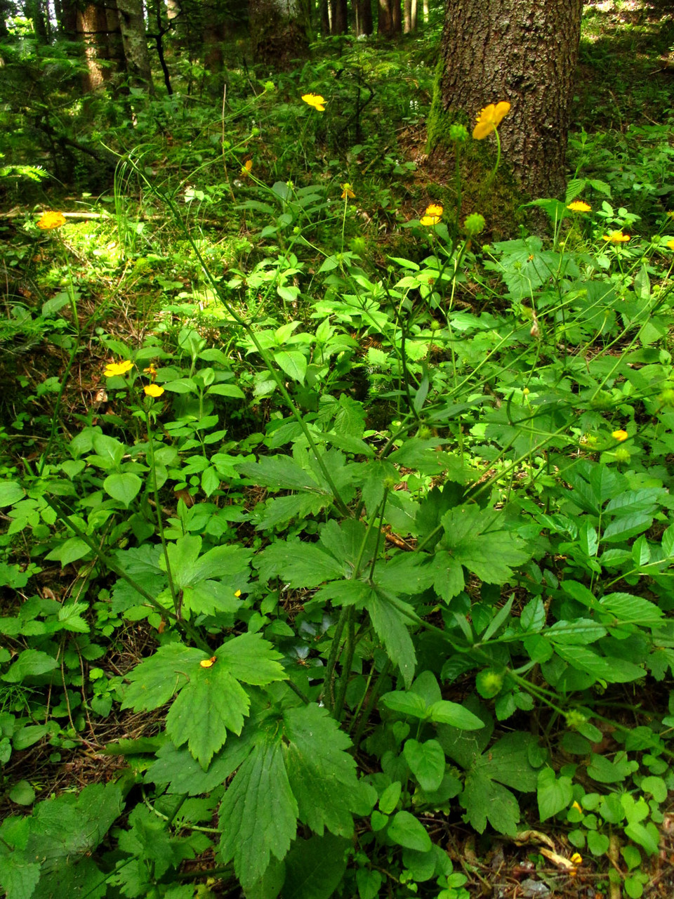 Woll-Hahnenfuß (Ranunculus lanuginosus) | HAHNENFUSSGEWÄCHSE (Ranunculaceae) | giftig!