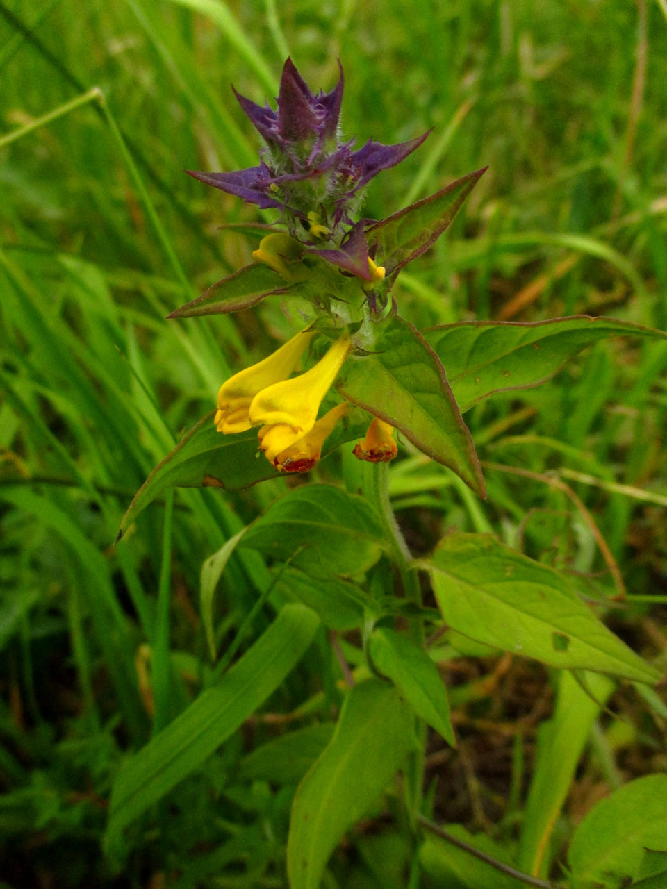 Hain-Wachtelweizen (Melampyrum nemorosum) | SOMMERWURZGEWÄCHSE (Orobanchaceae)