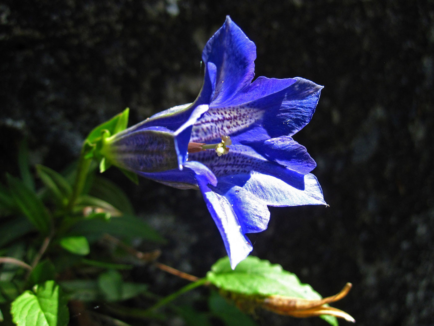 Kalk-Glocken-Enzian (Gentiana clusii) | Enziangewächse (Gentianaceae) | teilweise geschützt!