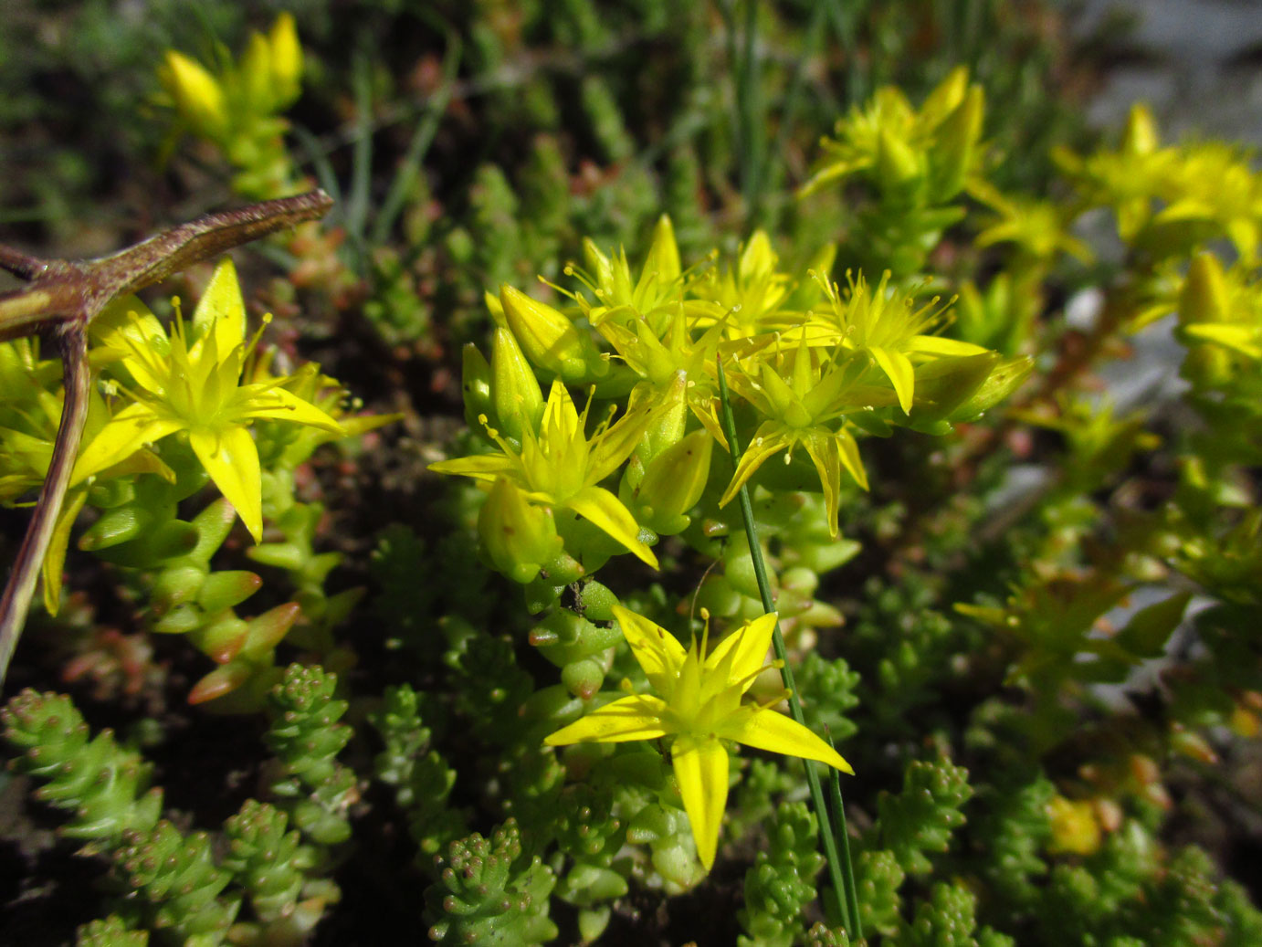 Scharfer Mauerpfeffer (Sedum acre) | Familie: Dickblattgewächse (Crassulaceae)