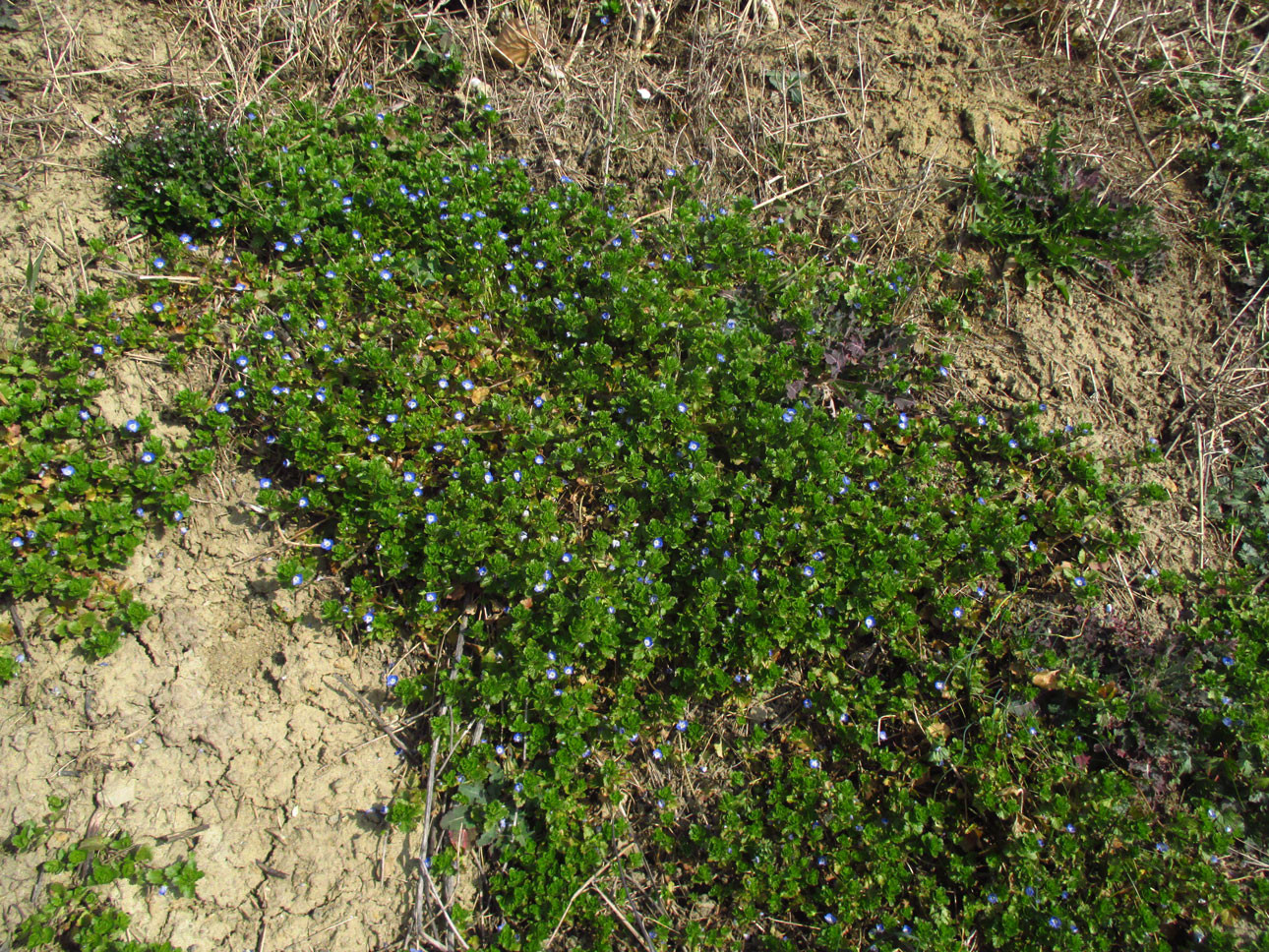 Persien-Ehrenpreis (Veronica persica) | Familie: Ehrenpreisgewächse (Veronicaceae)