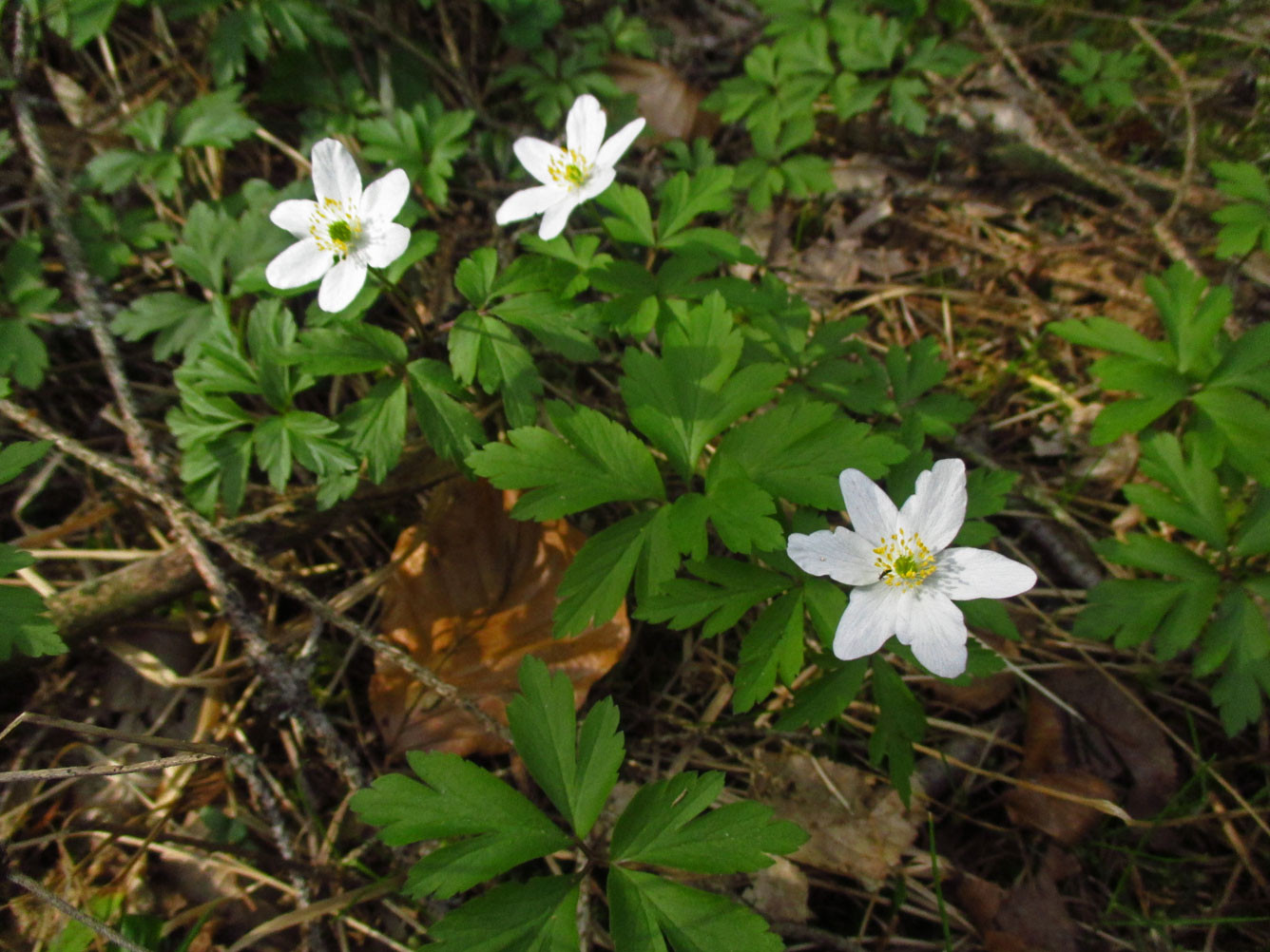 Busch-Windröschen (Anemone nemorosa) | Familie: Hahnenfußgewächse (Ranunculaceae) | giftig!