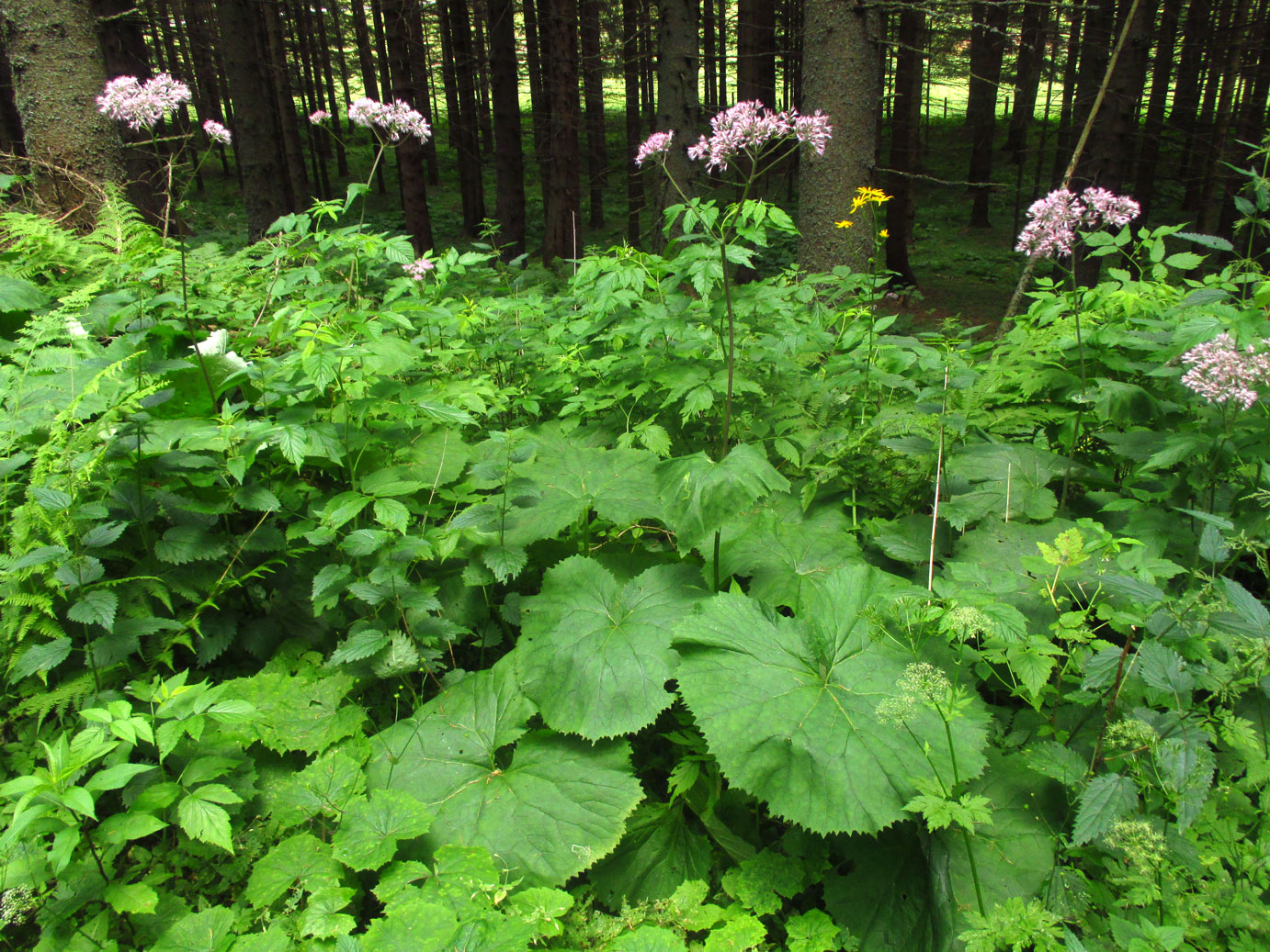 Grauer Alpendost (Adenostyles alliariae) | Familie: Korbblütler (Asteraceae)