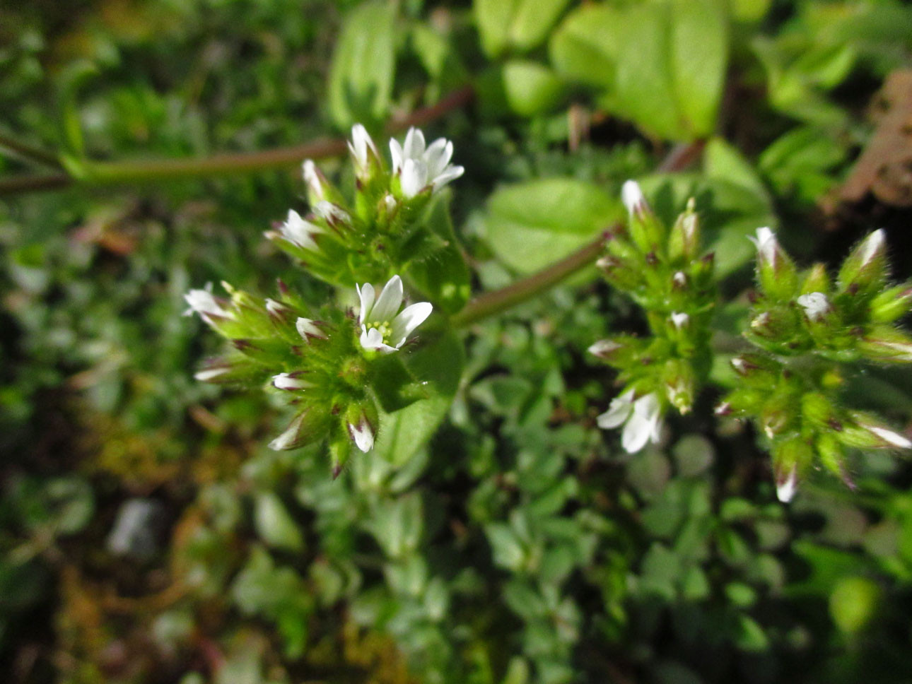 Knäuel-Hornkraut (Cerastium glomeratum) | Familie: Nelkengewächse (Caryophyllaceae)