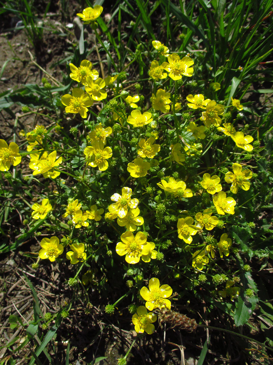 Sardinien-Hahnenfuß (Ranunculus sardous) | Familie: Hahnenfußgewächse (Ranunculaceae)