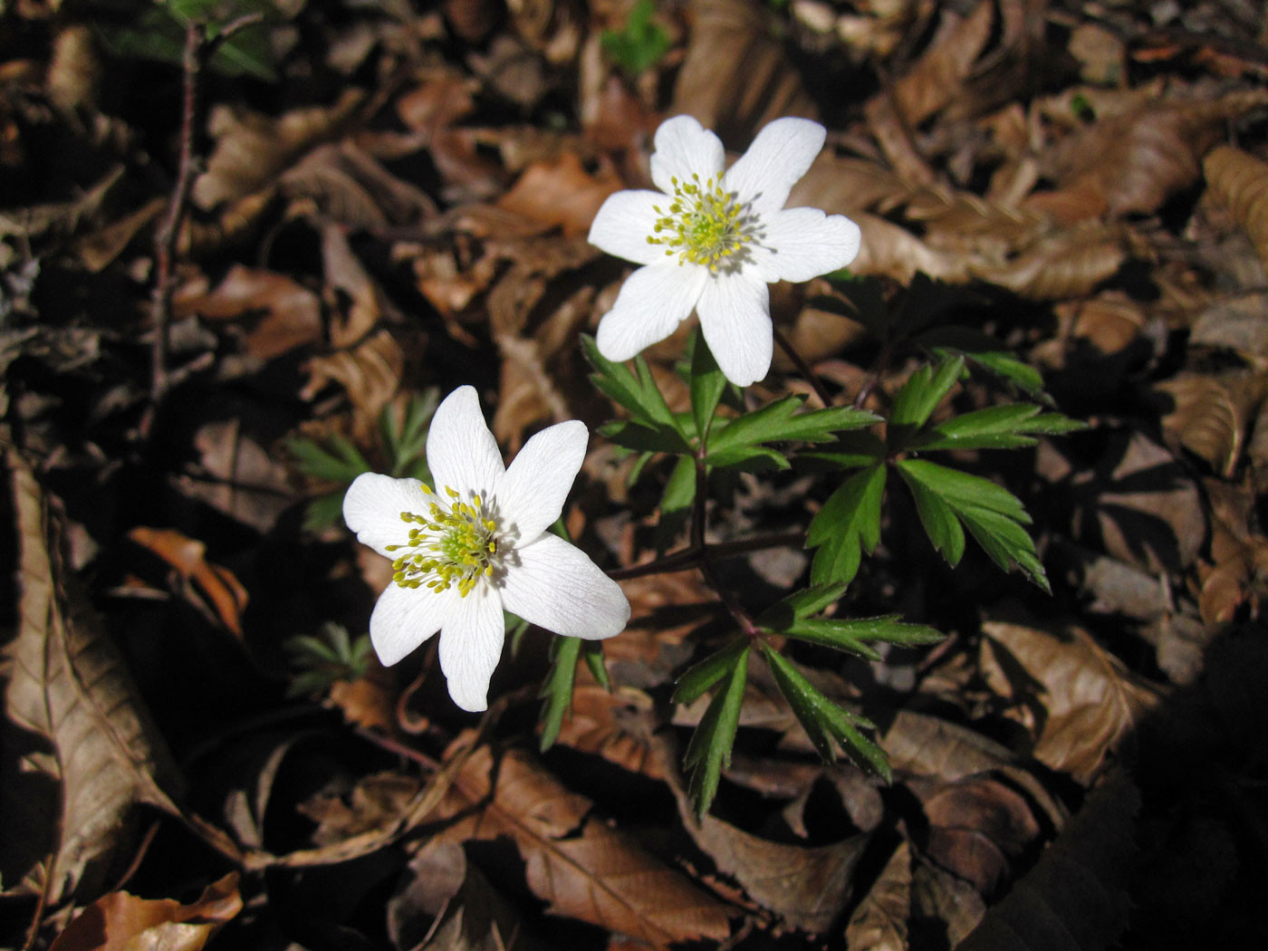 Busch-Windröschen (Anemone nemorosa) | HAHNENFUSSGEWÄCHSE (Ranunculaceae) | giftig!