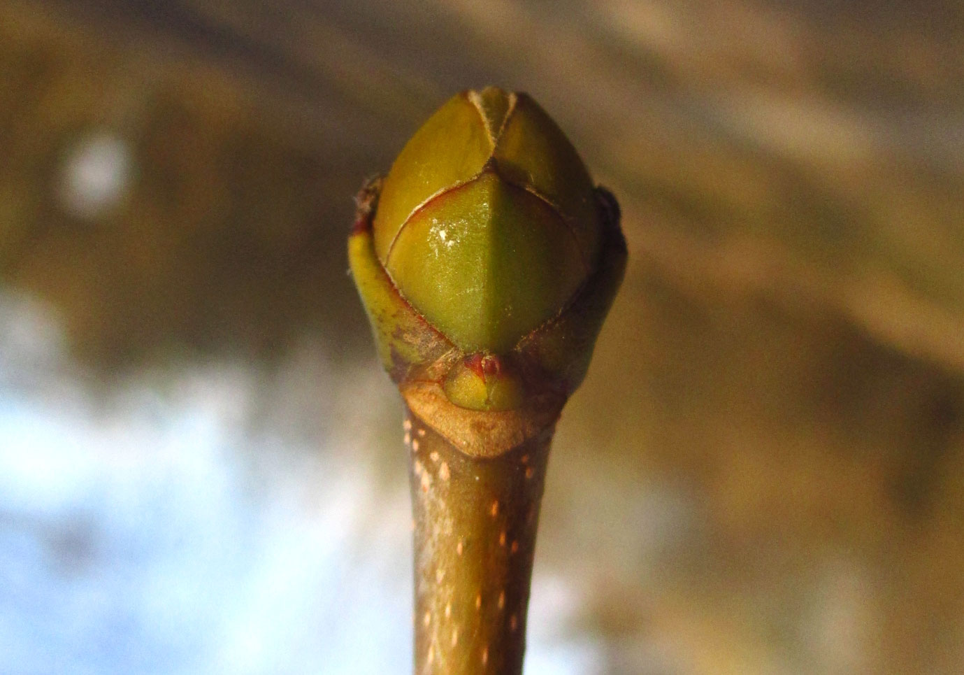 Berg-Ahorn (Acer pseudoplatanus) | Familie: Seifenbaumgewächse (Sapindaceae)