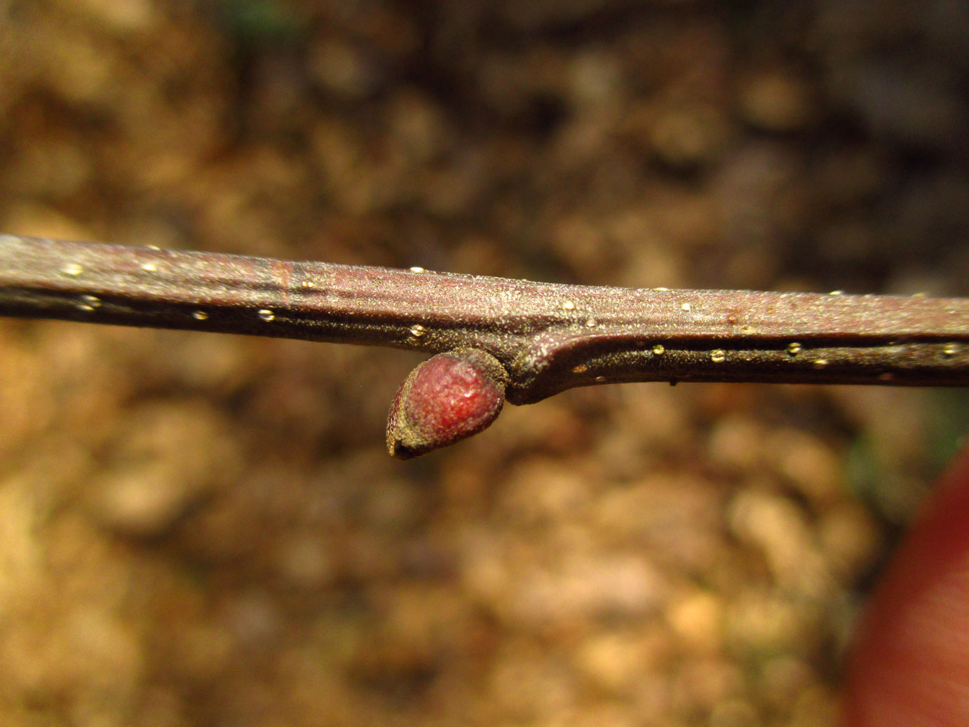 Europa-Edelkastanie (Castanea sativa) | Familie: Buchengewächse (Fagaceae)