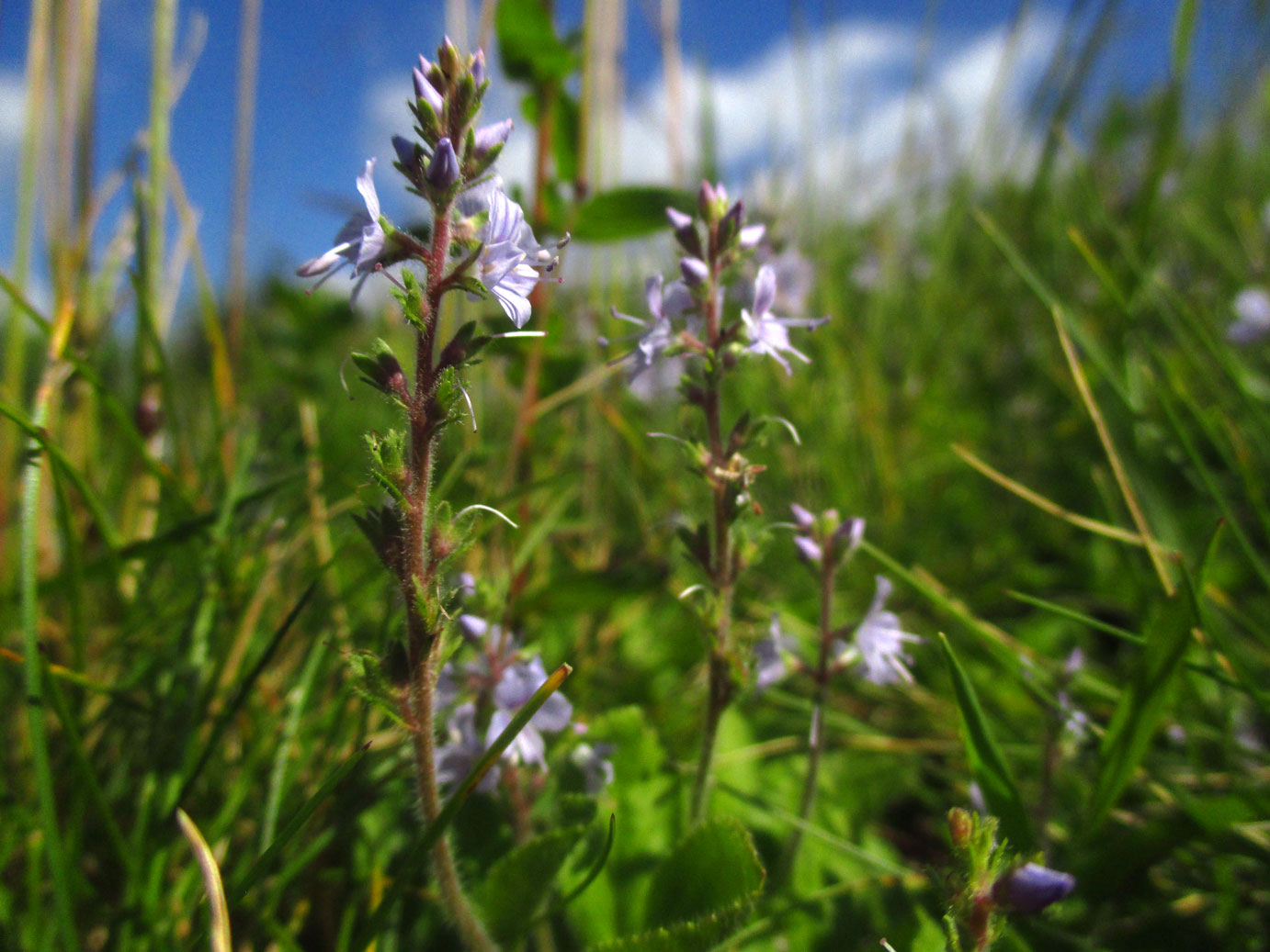 Arznei-Ehrenpreis (Veronica officinalis) | Familie: Wegerichgewächse (Plantaginaceae)