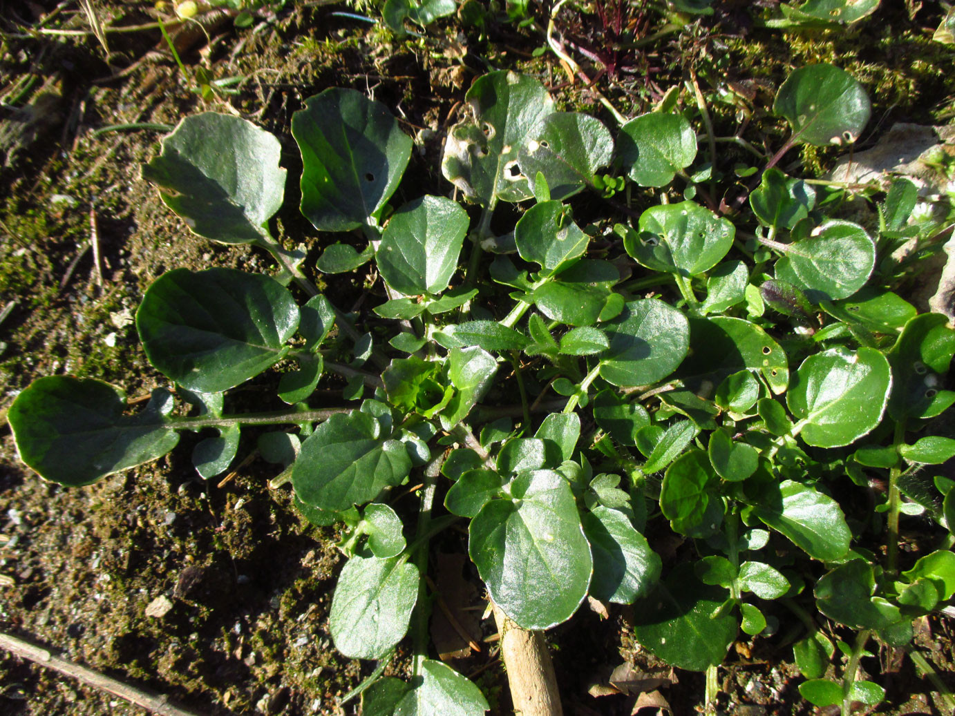 Echte Barbarakresse (Barbarea vulgaris) | Familie: Kreuzblütler (Brassicaceae)