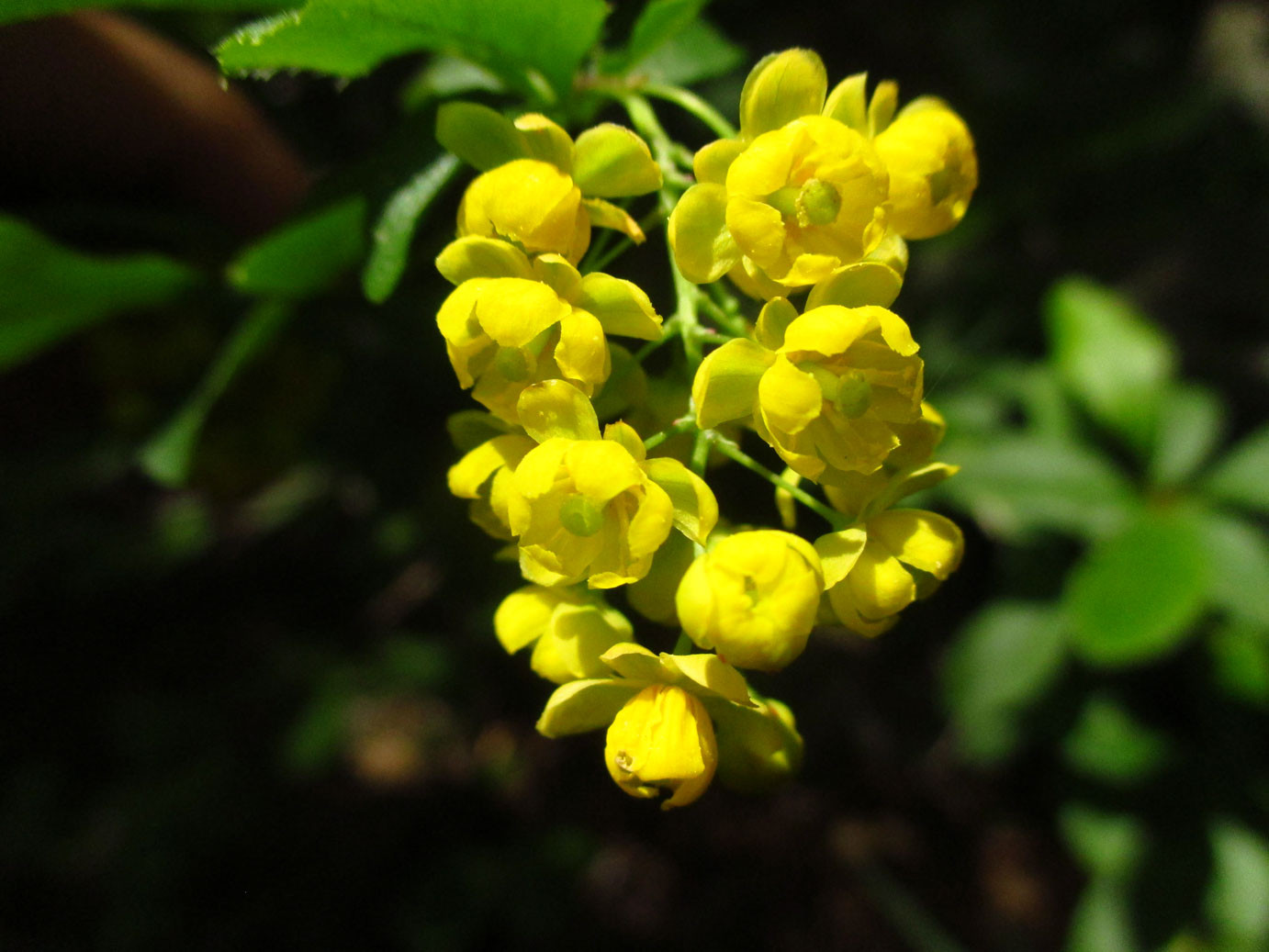 Berberitze (Berberis vulgaris) | Berberitzengewächse (Berberidaceae)