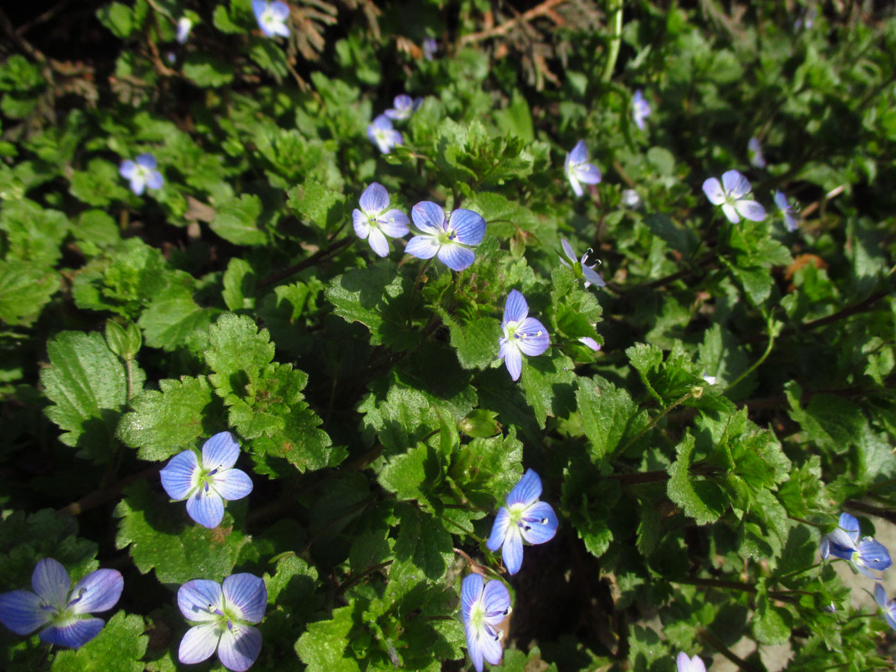 Persien-Ehrenpreis (Veronica persica) | Familie: Ehrenpreisgewächse (Veronicaceae)