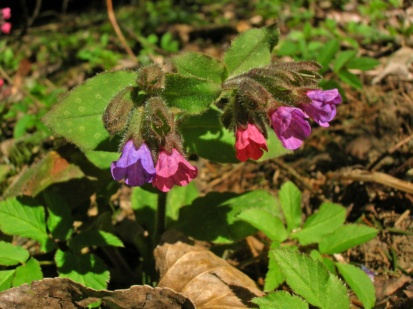 Echtes Lungenkraut (Pulmonaria officinalis) | RAUHBLATTGEWÄCHSE (Boraginaceae)