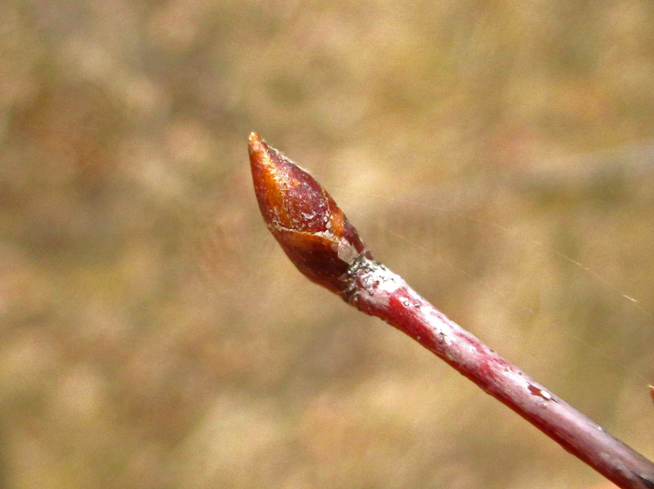 Hänge-Birke (Betula pendula) | Familie: Birkengewächse (Betulaceae)