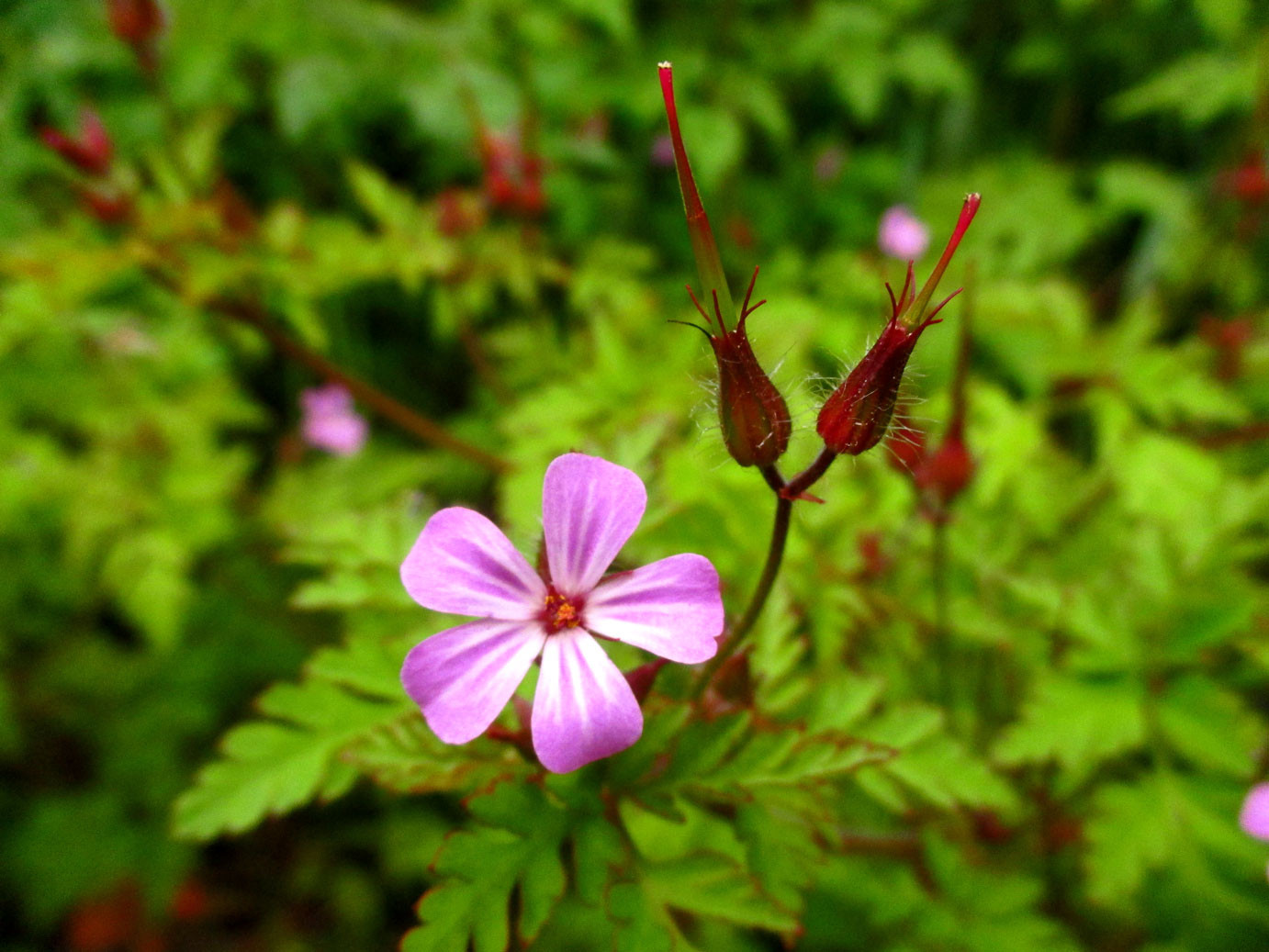 Stink-Storchschnabel (Geranium robertianum) | Familie: Storchschnabelgewächse (Geraniaceae)