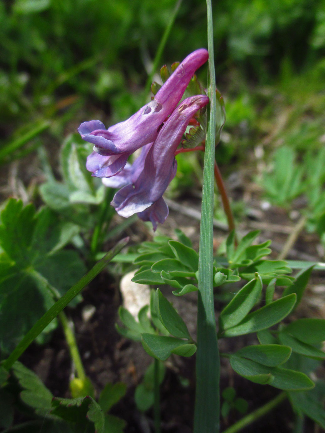 Finger-Lerchensporm (Corydalis solida) | Familie: Erdrauchgewächse