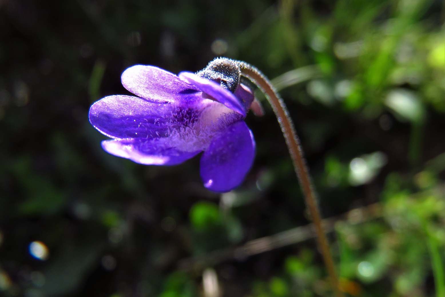 Gewöhnliches Fettkraut (Pinguicula vulgaris) | Wasserschlauchgewächse (Lentibulariaceae)