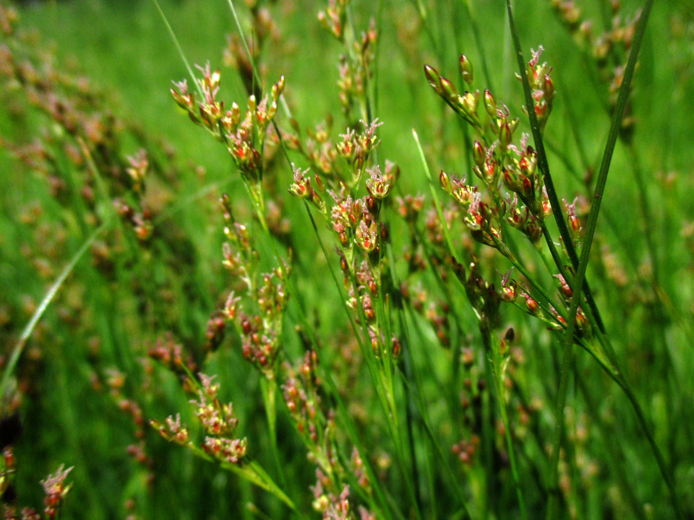 Platthalm-Simse (Juncus compressus) | Familie: Simsengewächse (Juncaceae)