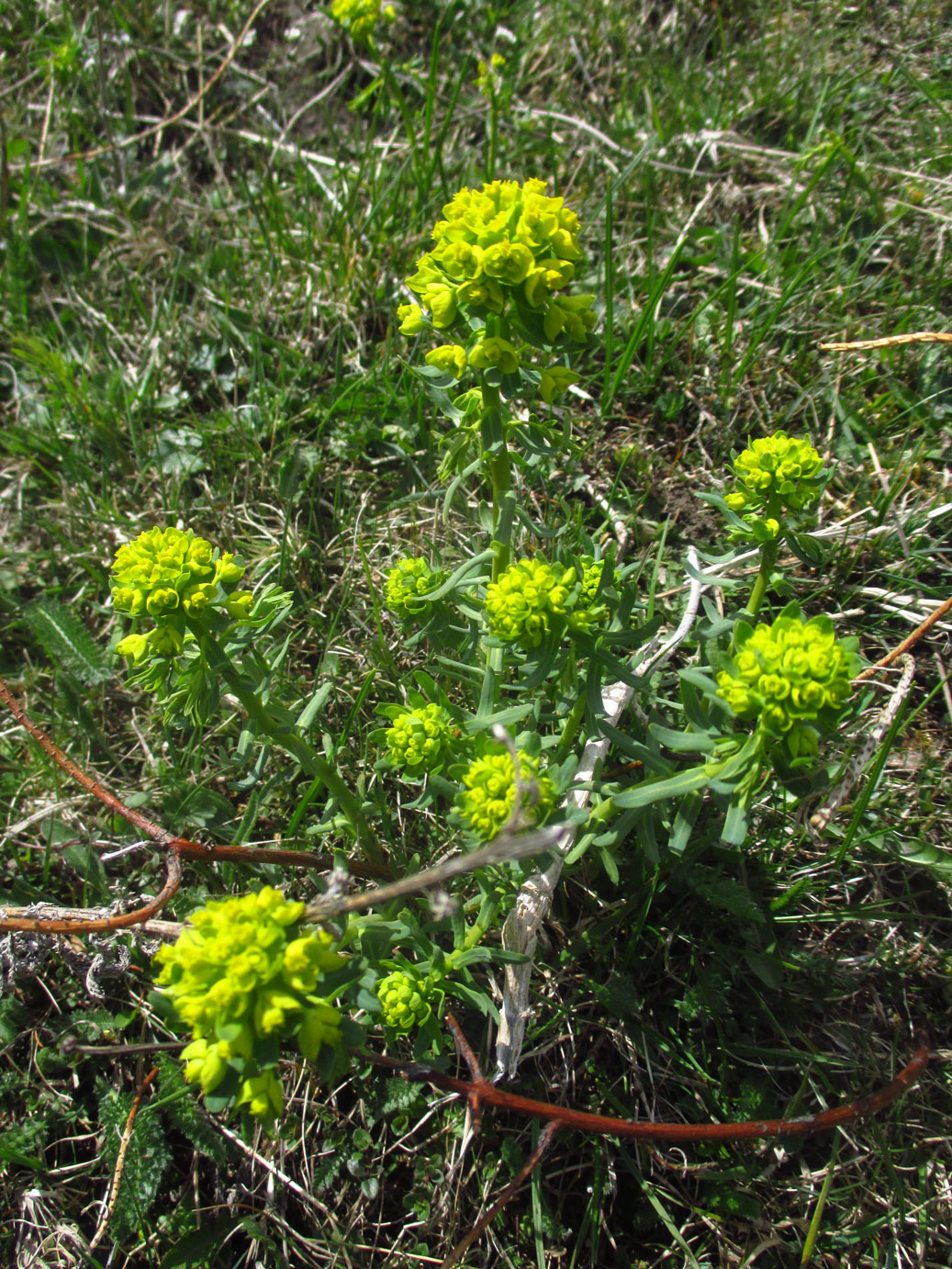 Zypressen-Wolfsmilch (Euphorbia cyparissias) | Familie: Wolfsmilchgewächse