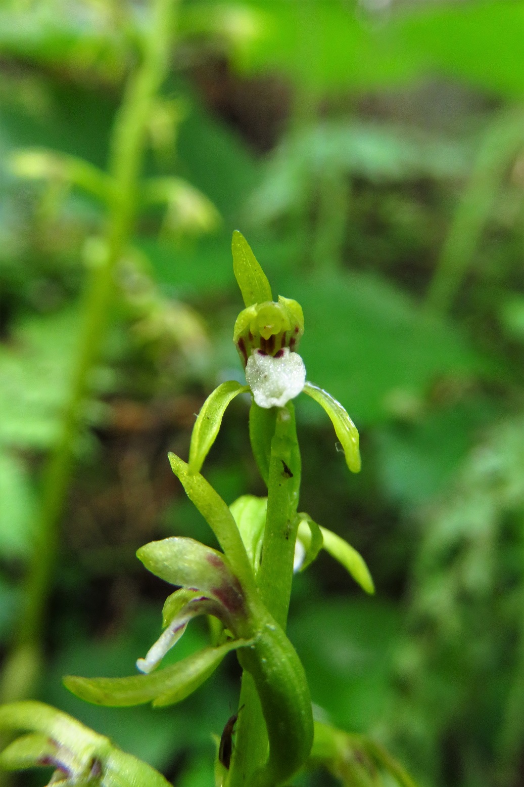 Korallenwurz (Corallorrhiza trifida) | Orchideen (Orchidaceae) | teilweise geschützt!