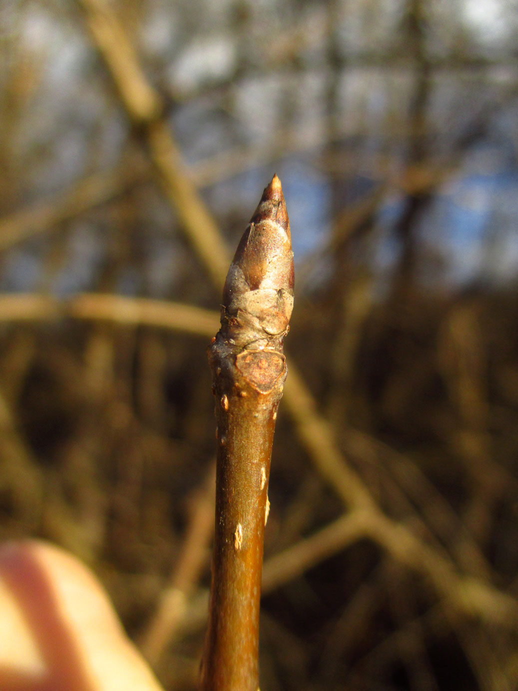 Echte Traubenkirsche (Prunus padus) | Familie: Rosengewächse (Rosaceae)