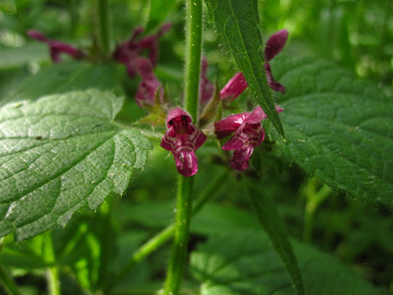 Wald-Ziest (Stachys sylvatica)