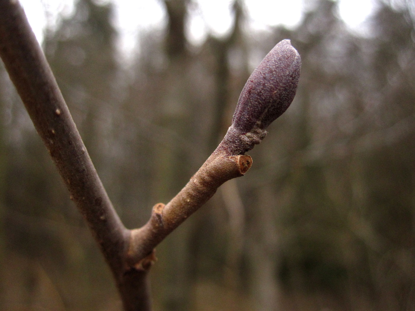 Schwarz-Erle (Alnus glutinosa) | Familie: Birkengewächse (Betulaceae)