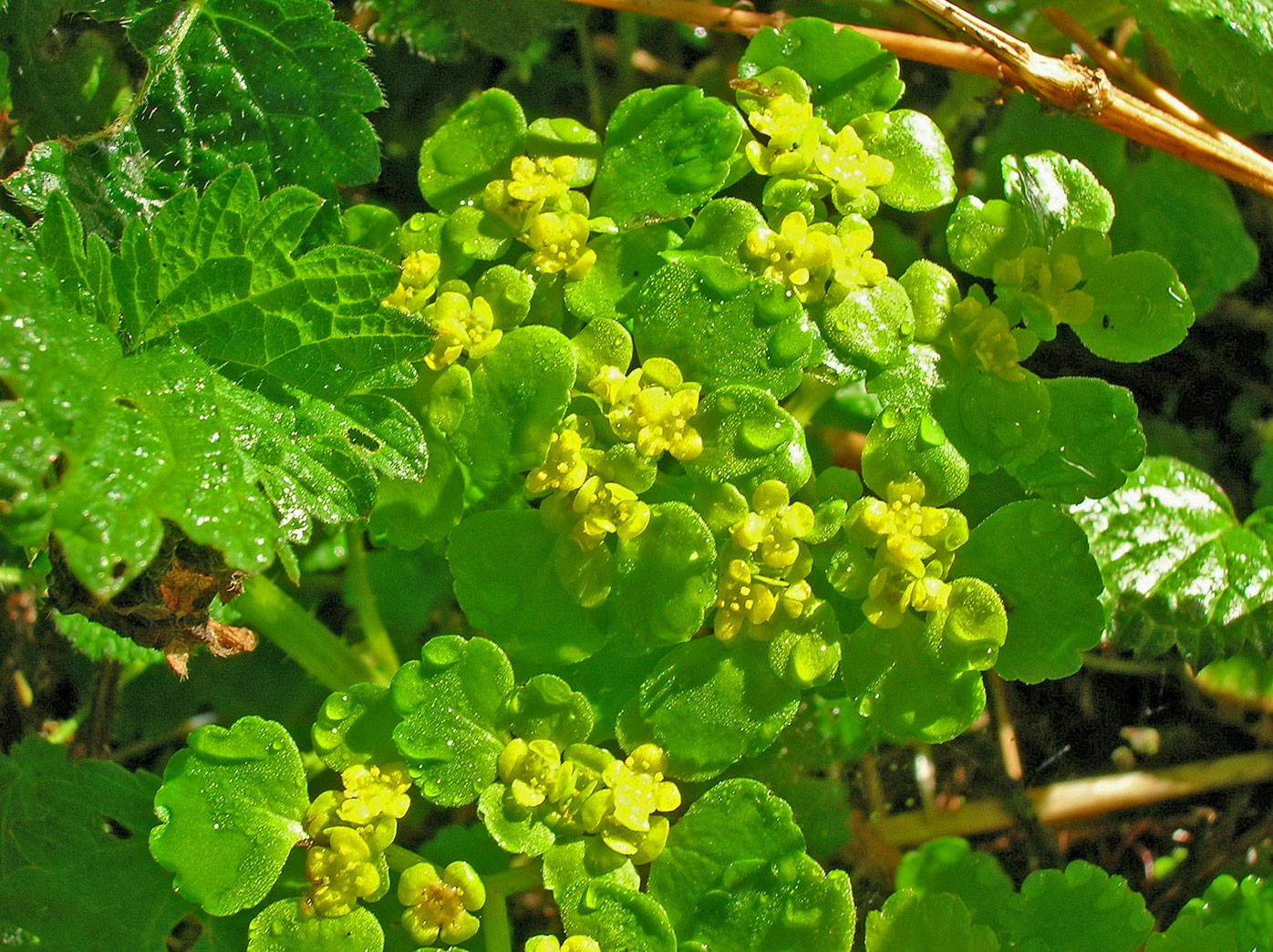 Wechselblättriges Milzkraut (Chrysosplenium alternifolium) | STEINBRECHGEWÄCHSE (Saxifragaceae)