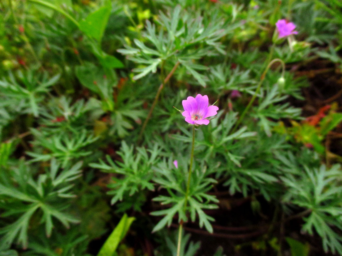 Tauben-Storchschnabel (Geranium columbinum) | Familie: Storchschnabelgewächse (Geraniaceae)